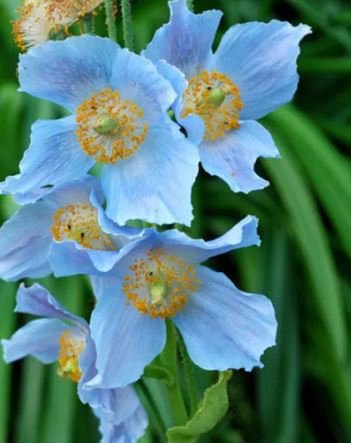 100 PCS Seeds Corn Poppy Blue Sky Blue Purple Perennial Flowers Bonsai