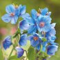 100 PCS Seeds Corn Poppy Blue Sky Blue Purple Perennial Flowers Bonsai
