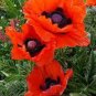 120 PCS Seeds Corn Poppy Flower Coquelicot Flower