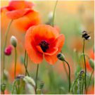 100 PCS Seeds Corn Poppy Seeds Rose Red Flowers