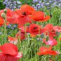 100 PCS Seeds Corn Poppy Seeds Rose Red Flowers