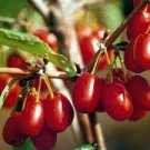 10 PCS Seeds Cornelian Cherry Seeds Cornus Dogwood