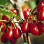 10 PCS Seeds Cornelian Cherry Seeds Cornus Dogwood