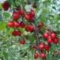 10 PCS Seeds Cornelian Cherry Seeds Cornus Dogwood