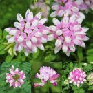 50 PCS Seeds Coronilla Varia Heirloom Bonsai Flowers 50 PCS Seeds Coronilla Varia Heirloom Bonsai Flowers