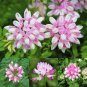 50 PCS Seeds Coronilla Varia Heirloom Bonsai Flowers