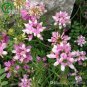 50 PCS Seeds Coronilla Varia Heirloom Bonsai Flowers