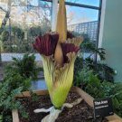50 PCS Seeds Corpse Flowers The Titan Arum 50 PCS Seeds Corpse Flowers The Titan Arum