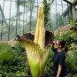 50 PCS Seeds Corpse Flowers The Titan Arum