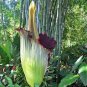 50 PCS Seeds Corpse Flowers The Titan Arum