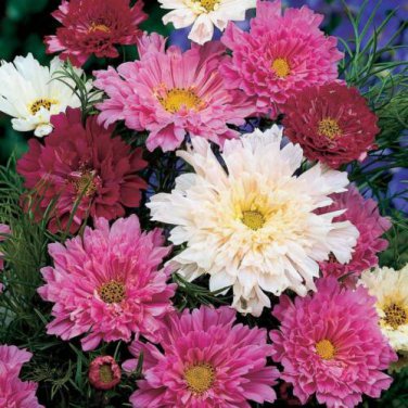 20 PCS Seeds Cosmos Bipinnatus Coreopsis Cosmos Double Flowers