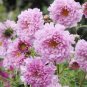 20 PCS Seeds Cosmos Bipinnatus Coreopsis Cosmos Double Flowers