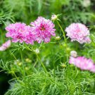 50 PCS Seeds Cosmos Bipinnatus Double Bonbon Rose Pink Bicolour Perennial Flowers 50 PCS Seeds Cosmos Bipinnatus Double Bonbon Rose Pink Bicolour Perennial Flowers