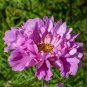 50 PCS Seeds Cosmos Bipinnatus Double Bonbon Rose Pink Bicolour Perennial Flowers