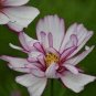 50 PCS Seeds Cosmos Bipinnatus Fizzy Rose Picotee Flower