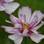 50 PCS Seeds Cosmos Bipinnatus Fizzy Rose Picotee Flower