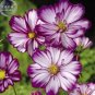 50 PCS Seeds Cosmos Bipinnatus Fizzy Rose Picotee Flower