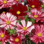 50 PCS Seeds Cosmos Coreopsis Blackish Coffee Red Striped Dark Red White