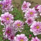 50 PCS Seeds Cosmos Coreopsis Double Petals Dark Red White Pink Hybrid Mix Perennial Flower