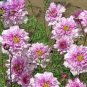 50 PCS Seeds Cosmos Coreopsis Double Petals Dark Red White Pink Hybrid Mix Perennial Flower