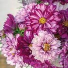 100 PCS Seeds Cosmos Flower Seeds Acid Blue Double Flowers with Purple-Black Centre 100 PCS Seeds Cosmos Flower Seeds Acid Blue Double Flowers with Purple-Black Centre
