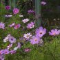 100 PCS Seeds Cosmos Flower Seeds Acid Blue Double Flowers with Purple-Black Centre