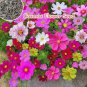 100 PCS Seeds Cosmos Flower Seeds Acid Blue Double Flowers with Purple-Black Centre