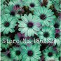 100 PCS Seeds Cosmos Flower Seeds Acid Blue Double Flowers with Purple-Black Centre