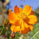 50 PCS Seeds Cosmos sulphureus Bright Lights Mix Cosmos 50 PCS Seeds Cosmos sulphureus Bright Lights Mix Cosmos