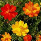 60 PCS Seeds Cosmos Sulphureus Seeds Balcony Potted Flowers Chrysanthemum 60 PCS Seeds Cosmos Sulphureus Seeds Balcony Potted Flowers Chrysanthemum