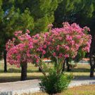 5 PCS Seeds Crape Myrtle Bonsai Mixed Perennial Tree Flower 5 PCS Seeds Crape Myrtle Bonsai Mixed Perennial Tree Flower