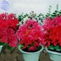 5 PCS Seeds Crape Myrtle Bonsai Mixed Perennial Tree Flower