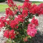 5 PCS Seeds Crape Myrtle Bonsai Mixed Perennial Tree Flower
