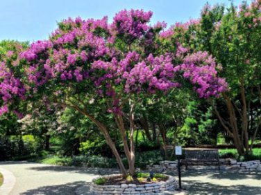 100 PCS Seeds Crapemyrtle Lagerstroemia Indica Tree Flower