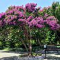 100 PCS Seeds Crapemyrtle Lagerstroemia Indica Tree Flower
