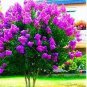 100 PCS Seeds Crapemyrtle Lagerstroemia Indica Tree Flower