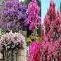 100 PCS Seeds Crapemyrtle Lagerstroemia Indica Tree Flower