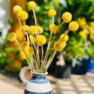 10 PCS Seeds Craspedia Billy Balls Yellow Flower 10 PCS Seeds Craspedia Billy Balls Yellow Flower