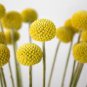 10 PCS Seeds Craspedia Billy Balls Yellow Flower