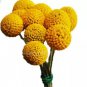 10 PCS Seeds Craspedia Billy Balls Yellow Flower