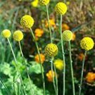 30 PCS Seeds Craspedia Globosa Billy Button Flower Potted Plants Home Garden 30 PCS Seeds Craspedia Globosa Billy Button Flower Potted Plants Home Garden