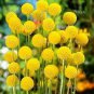 30 PCS Seeds Craspedia Globosa Billy Button Flower Potted Plants Home Garden