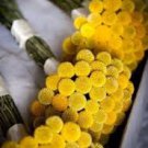 100 PCS Seeds Craspedia Globosa Seeds Yellow Drumstick Perennial Billy Buttons