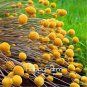 100 PCS Seeds Craspedia Globosa Seeds Yellow Drumstick Perennial Billy Buttons