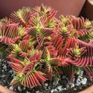 10 PCS Seeds Crassula Capitella Thyrsiflora Red Pagoda Jatropha Tree Herbs Plants 10 PCS Seeds Crassula Capitella Thyrsiflora Red Pagoda Jatropha Tree Herbs Plants