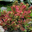 10 PCS Seeds Crassula Capitella Thyrsiflora Red Pagoda Succulent Cactus Bonsai