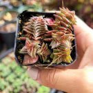 10 PCS Seeds Crassula Capitella Thyrsiflora Red Pagoda Succulent Cactus Bonsai