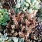 10 PCS Seeds Crassula Capitella Thyrsiflora Red Pagoda Succulent Cactus Bonsai