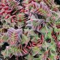 10 PCS Seeds Crassula Capitella Thyrsiflora Red Pagoda Succulent Cactus Bonsai
