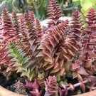 10 PCS Seeds Crassula Capitella Thyrsiflora Seeds Red Pagoda Succulent Bonsai